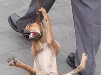 Dog Being Strangled
